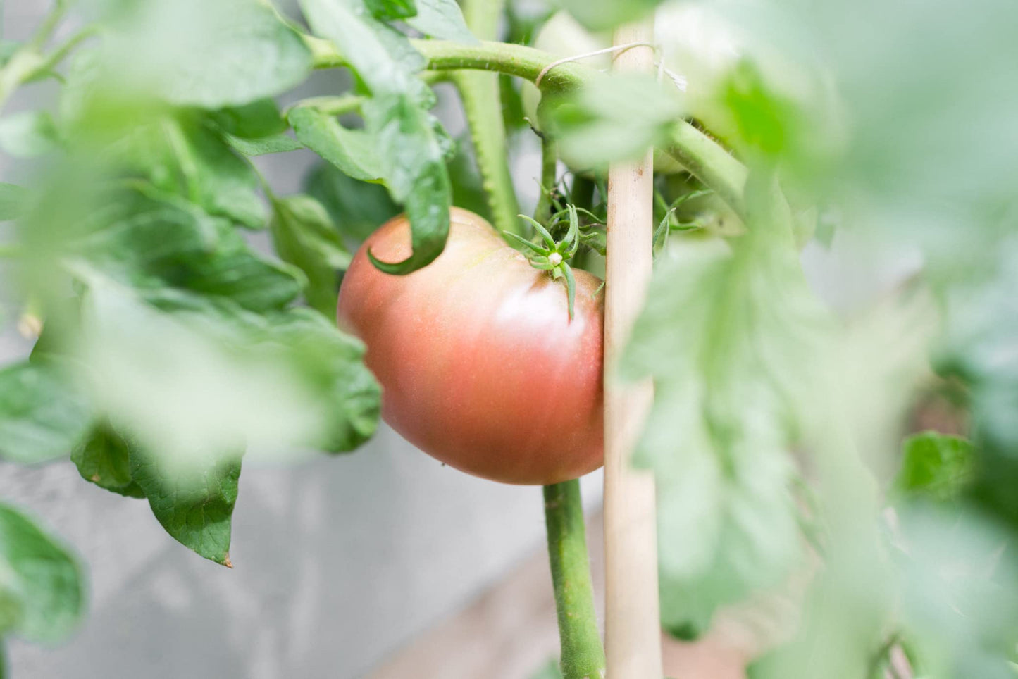 Certified Organic Tomato Seeds (10-Pack)