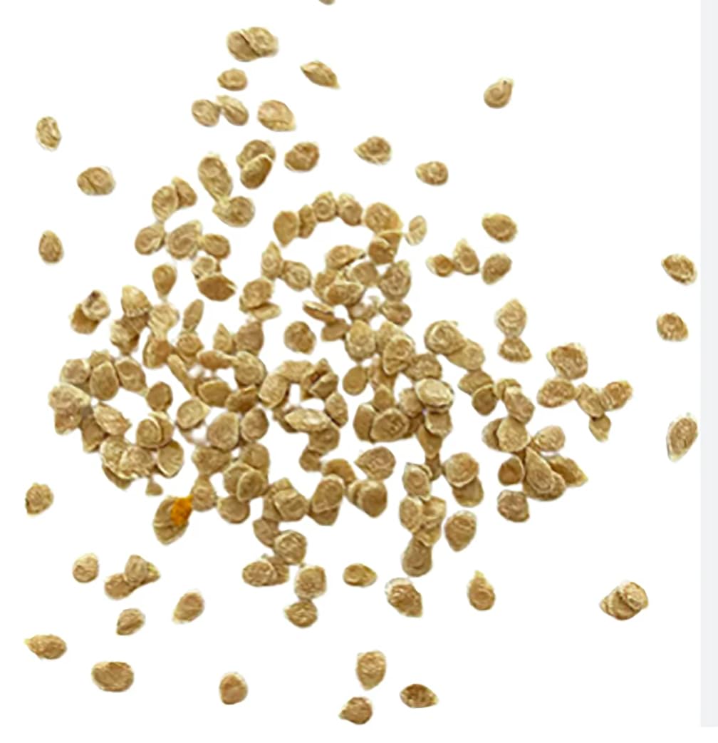 Tomato Seeds One of The Delicious Tomatoes for Home Growing