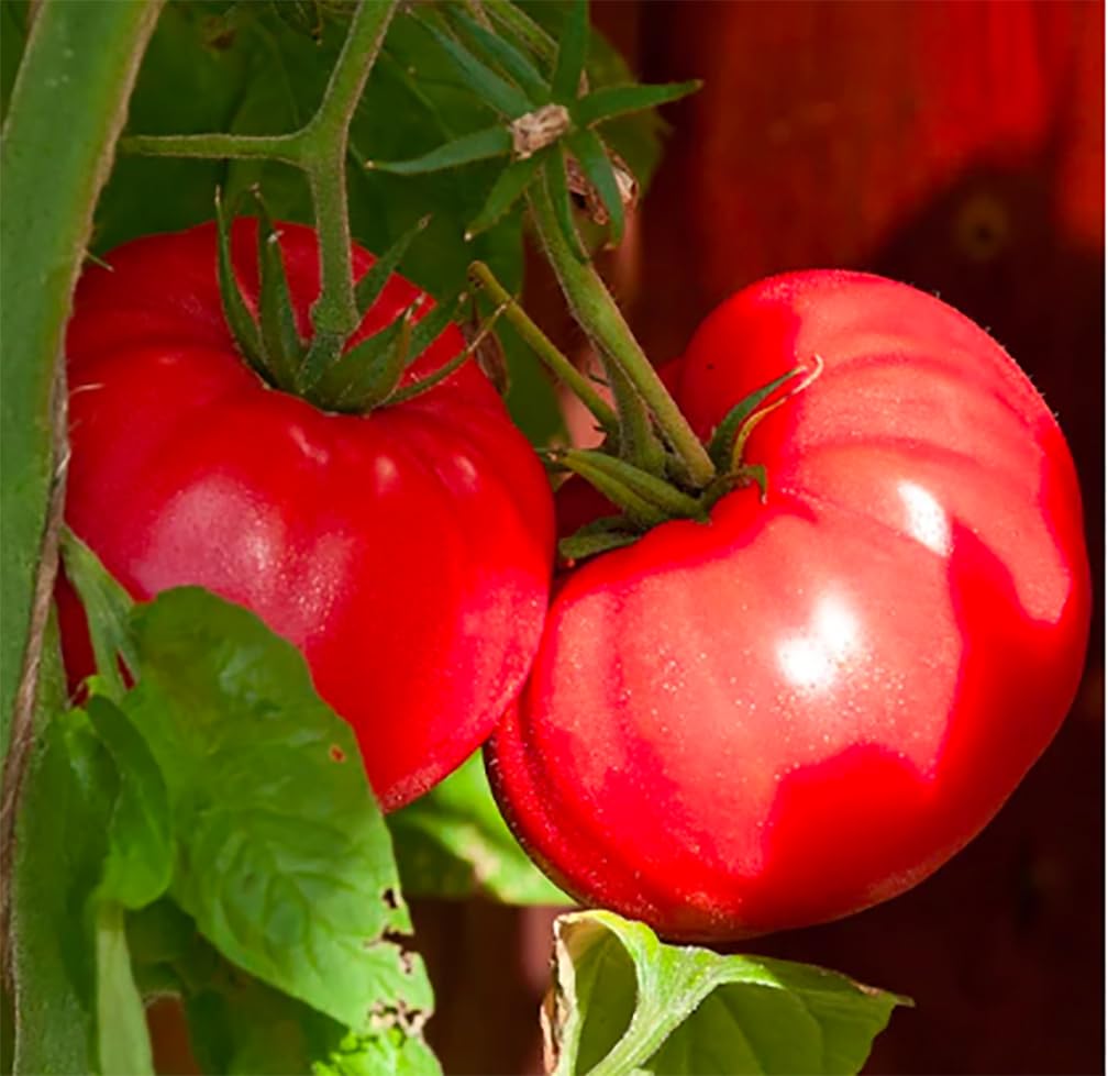 Tomato Seeds One of The Delicious Tomatoes for Home Growing