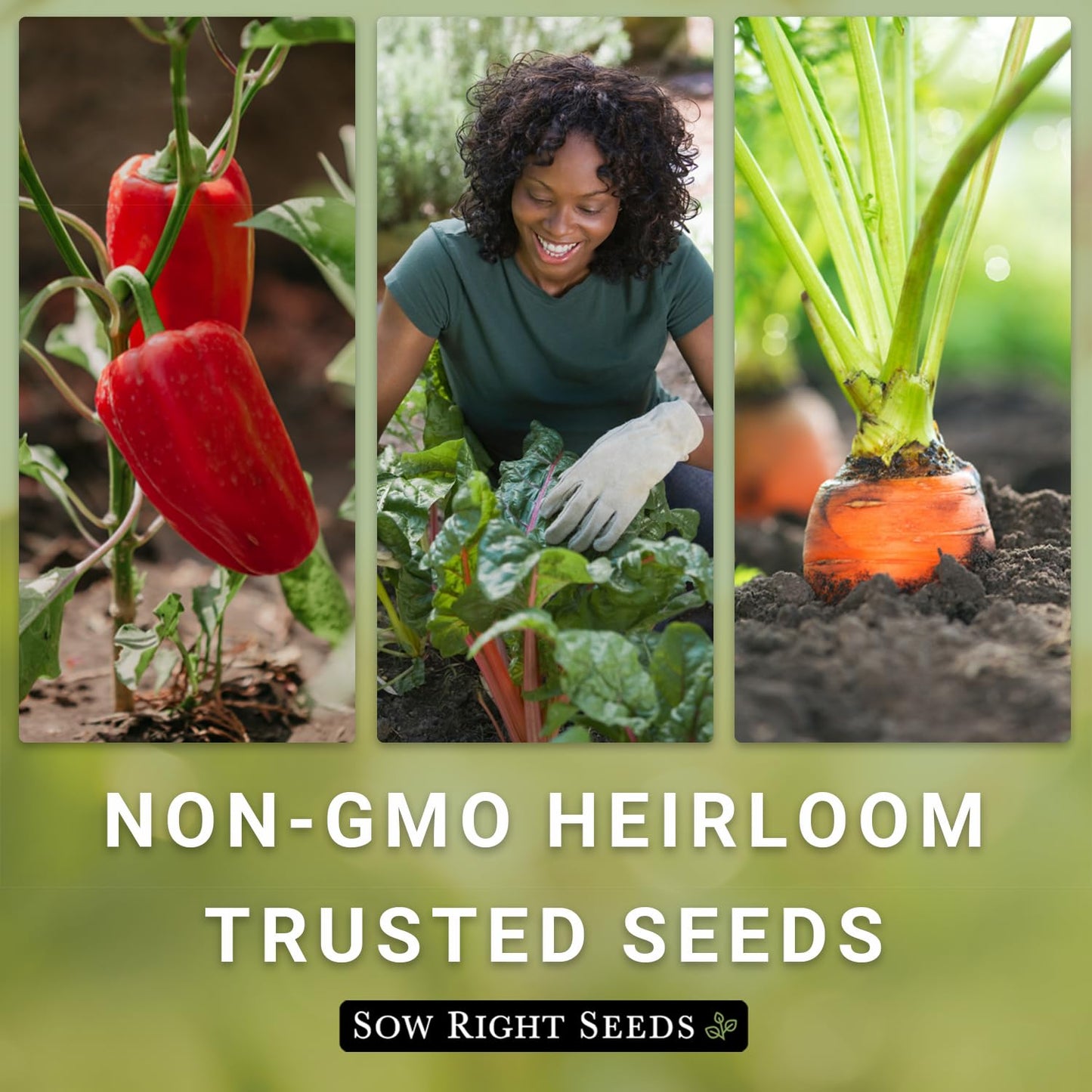 Classic Tomato Seed Collection for Planting Cherokee Purple
