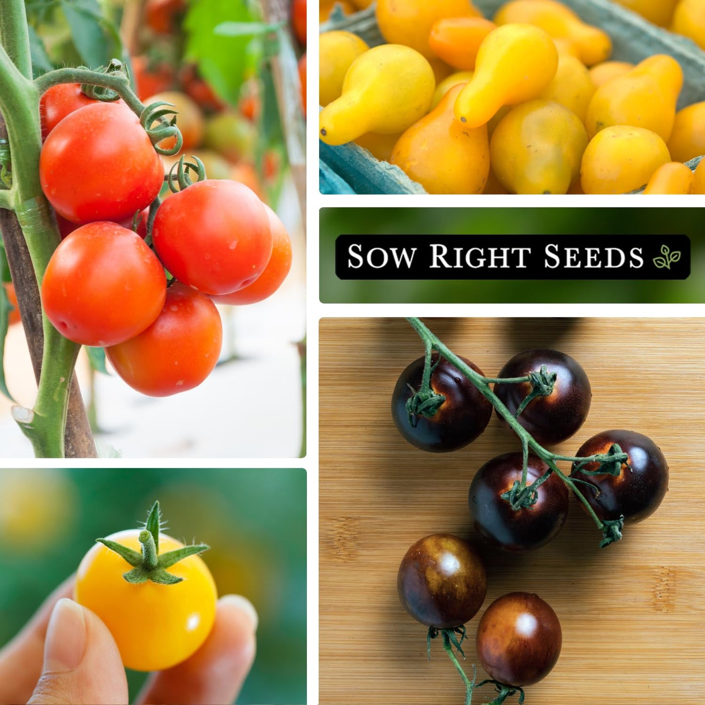Cherry Tomato Seed Collection for Planting - Black