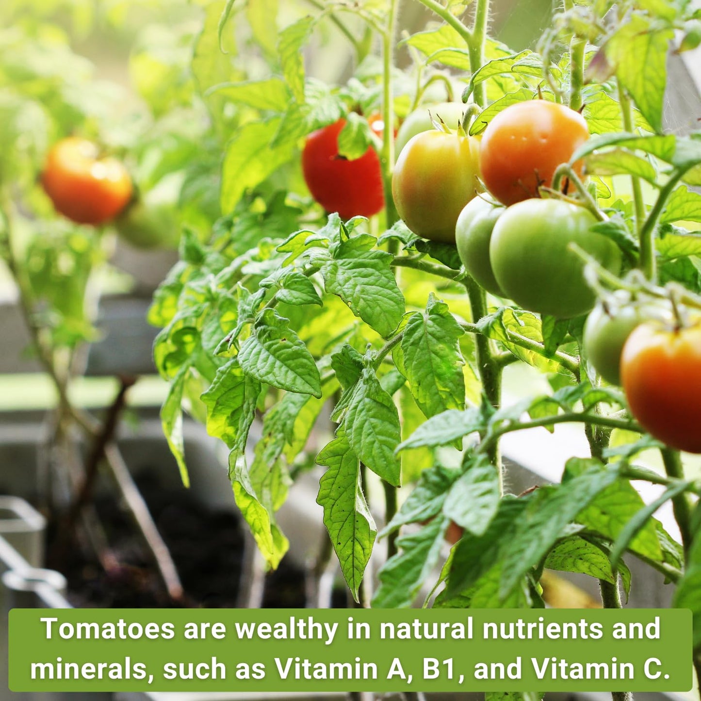 Classic Tomato Seed Collection for Planting Cherokee Purple
