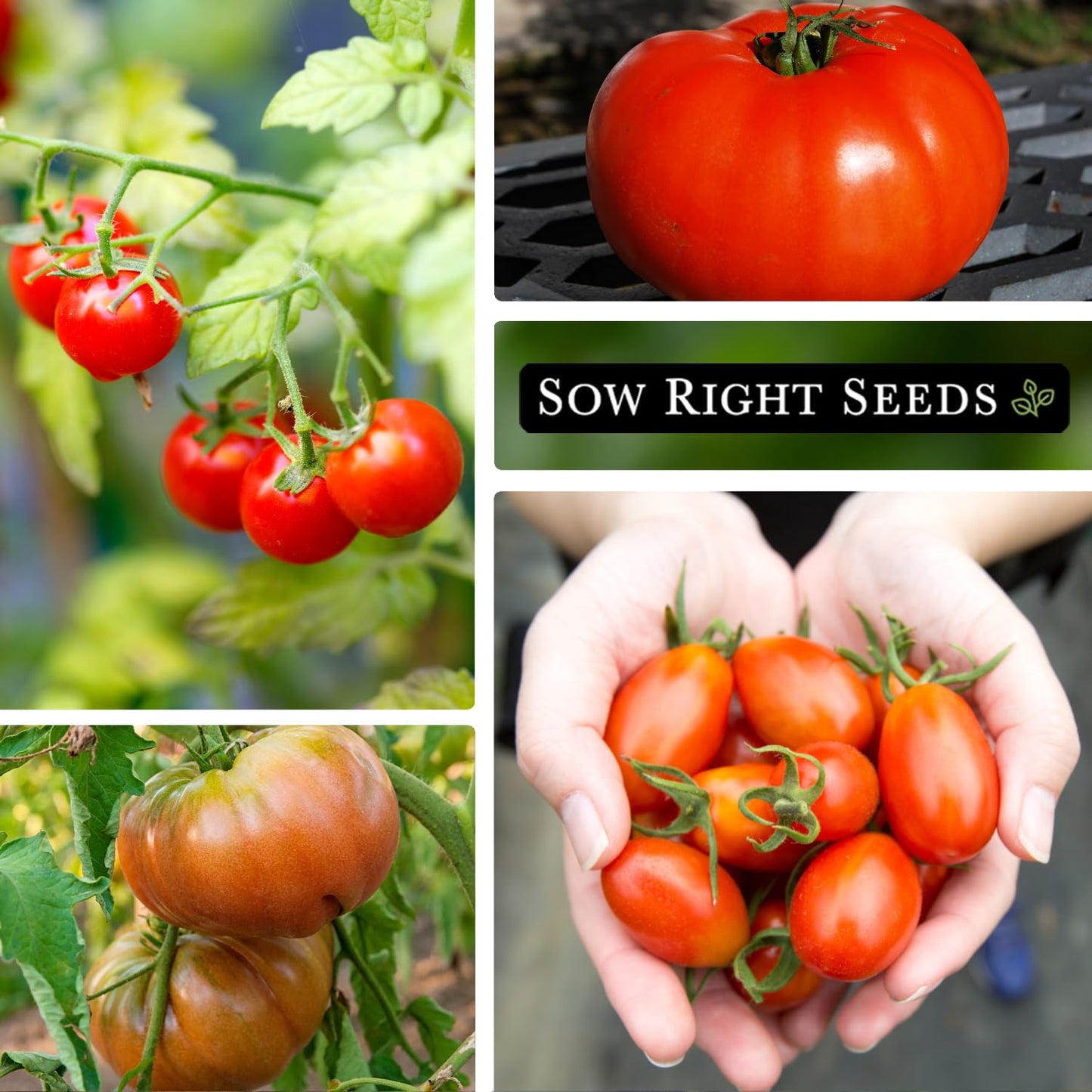 Classic Tomato Seed Collection for Planting Cherokee Purple