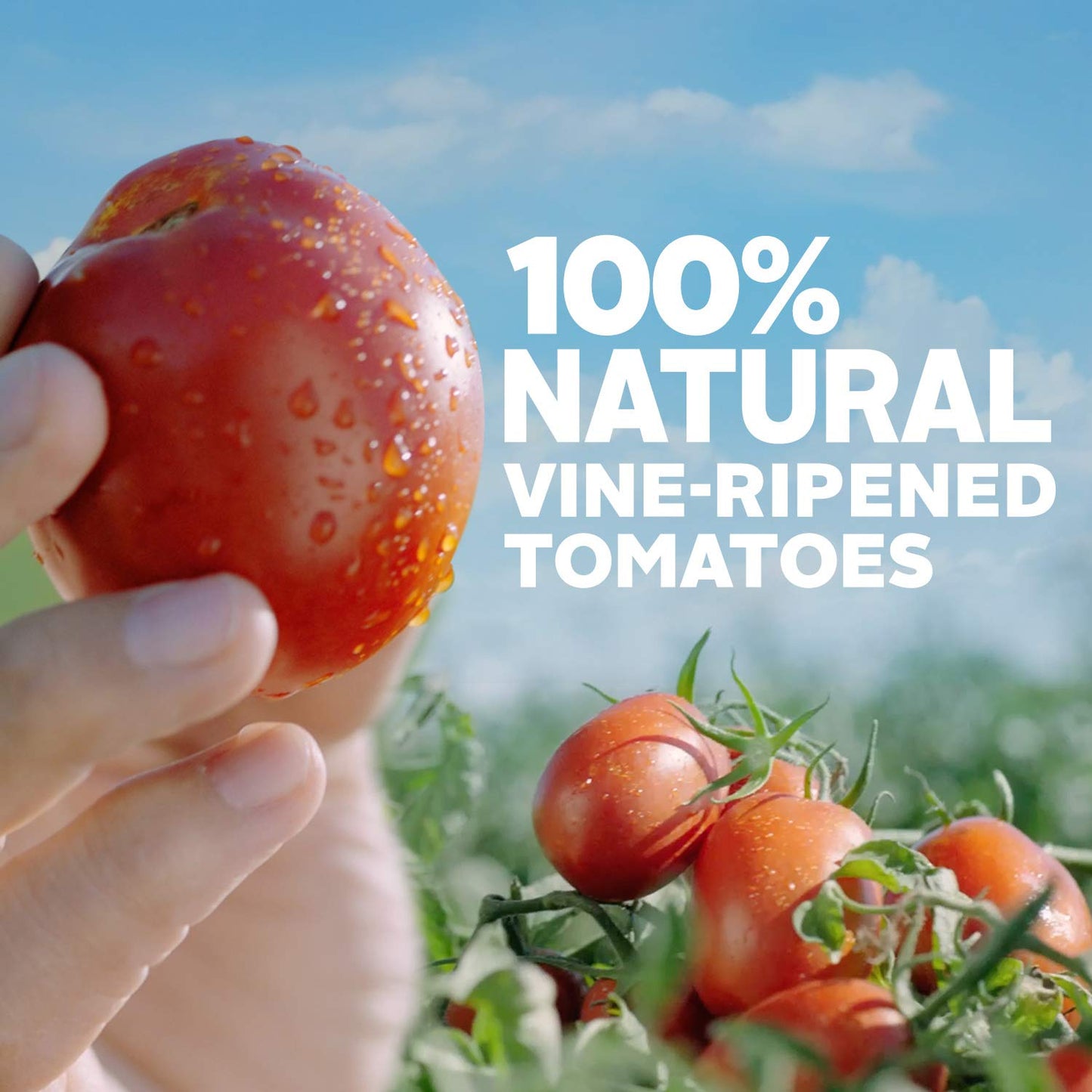 Hunt's Tomato Sauce, 33.5 oz, 6 Pack