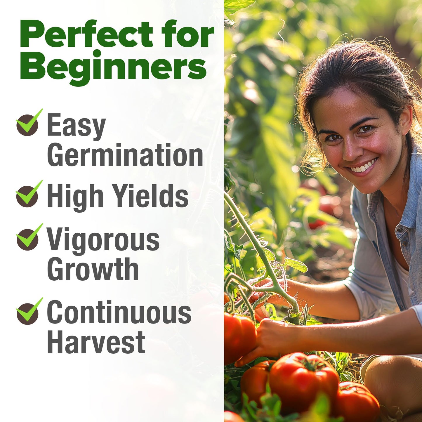 300 Heirloom Tomato Seeds for Planting Outdoors