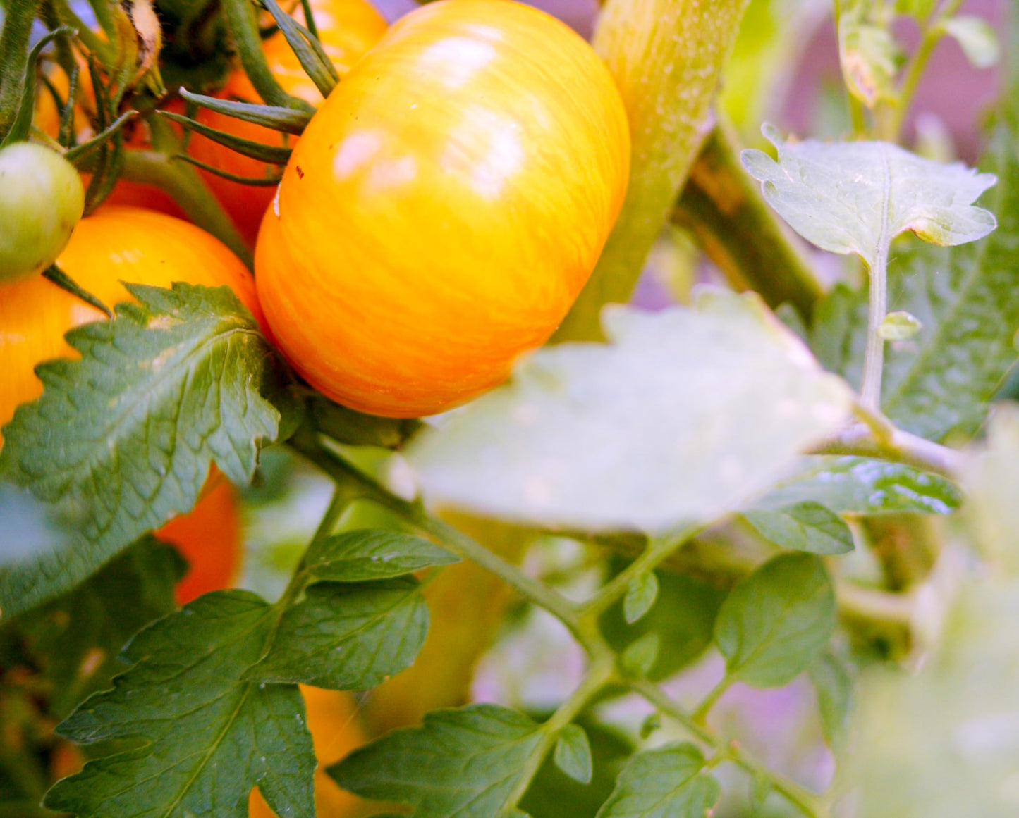 Certified Organic Tomato Seeds (10-Pack)