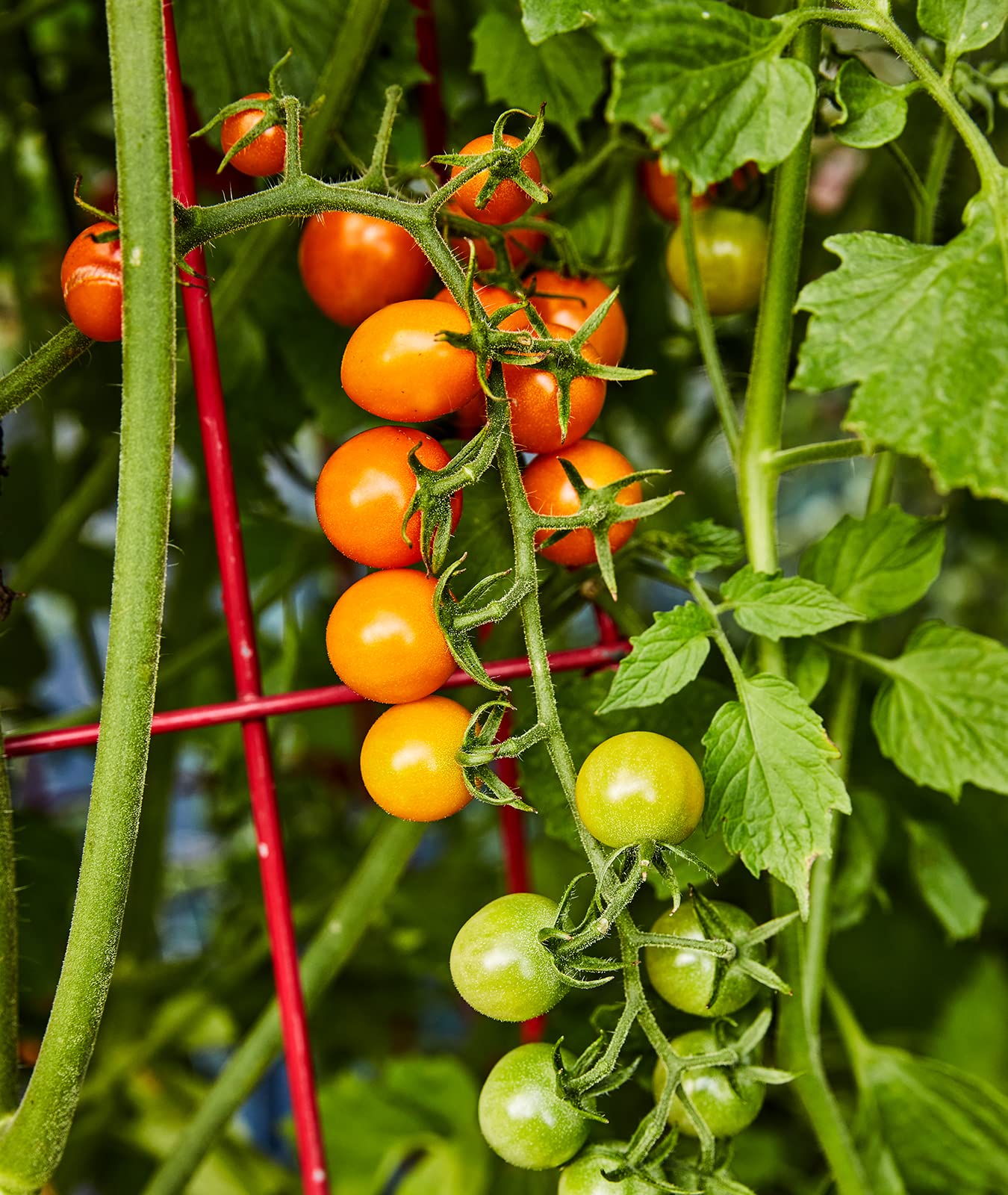 Sweet Orange Cherry Tomatoes , 30 Non-GMO Seeds