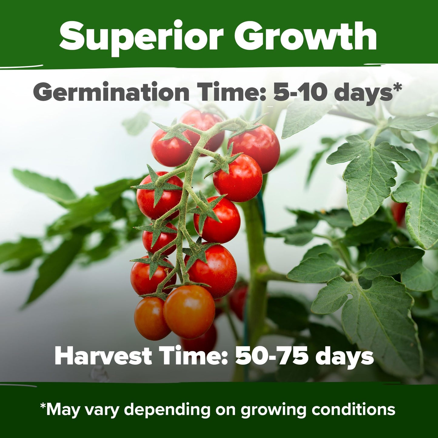 Tomato Seeds for Planting Vegetable Seeds for Homesteading