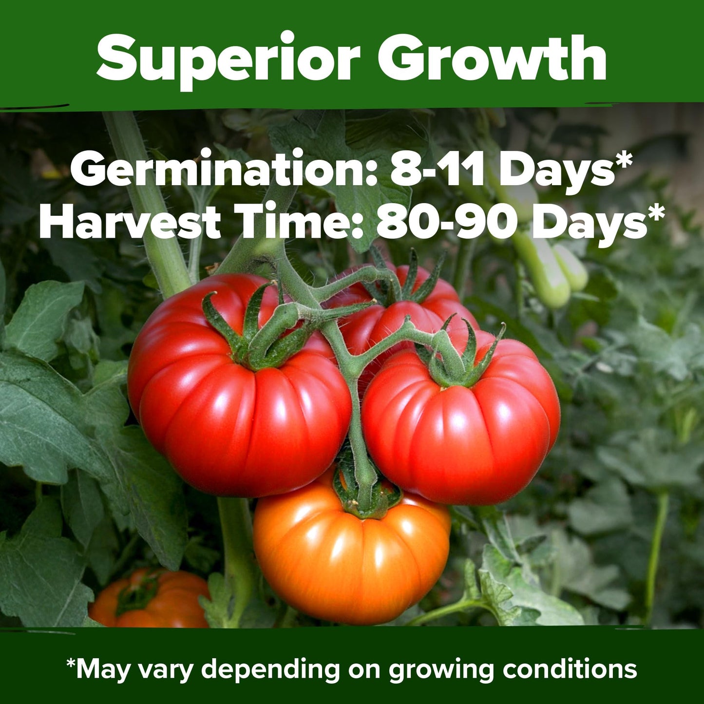 300 Heirloom Tomato Seeds for Planting Outdoors