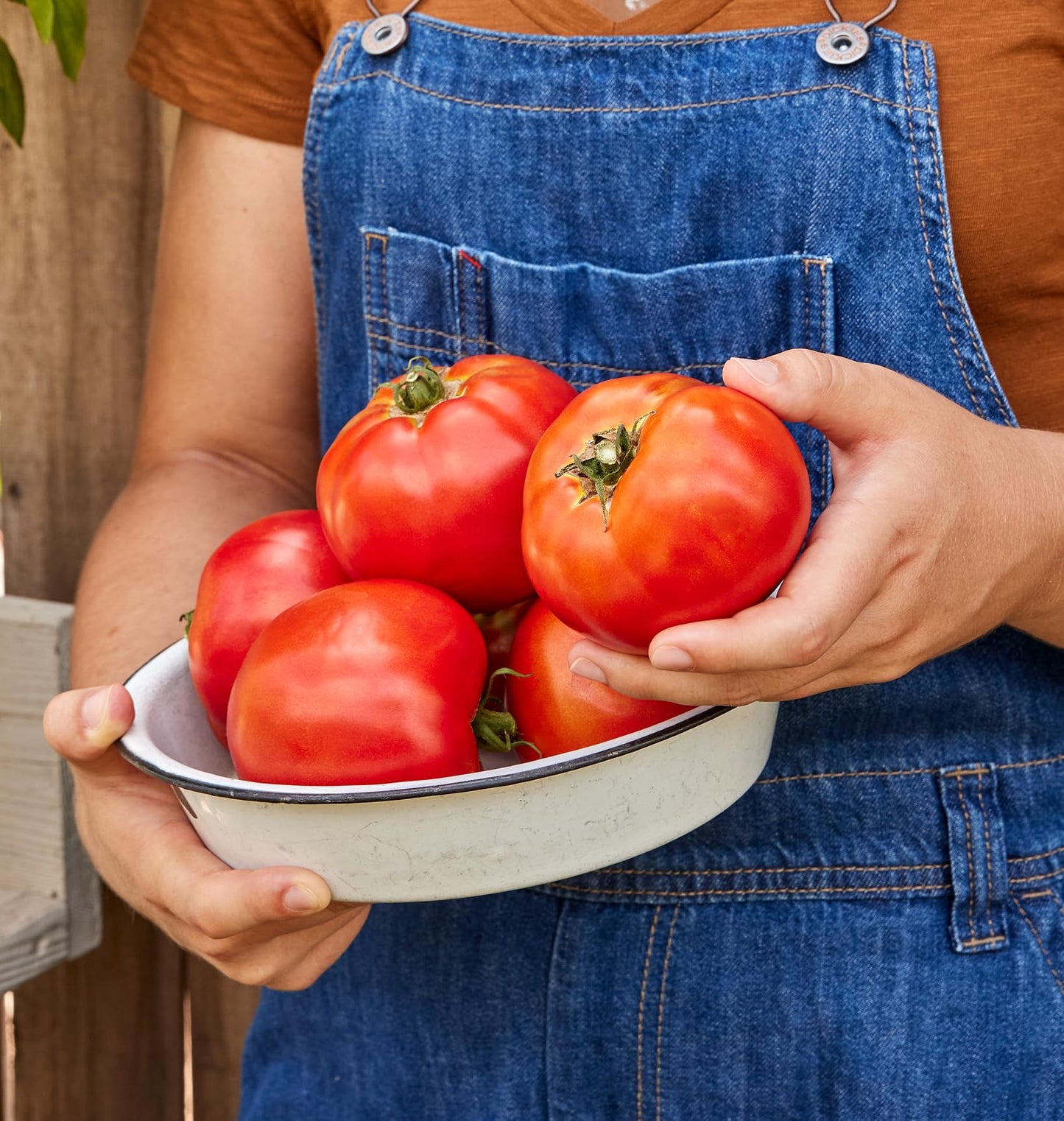 Red Tomato Slicer 35 Non-GMO Seeds for Planting Disease