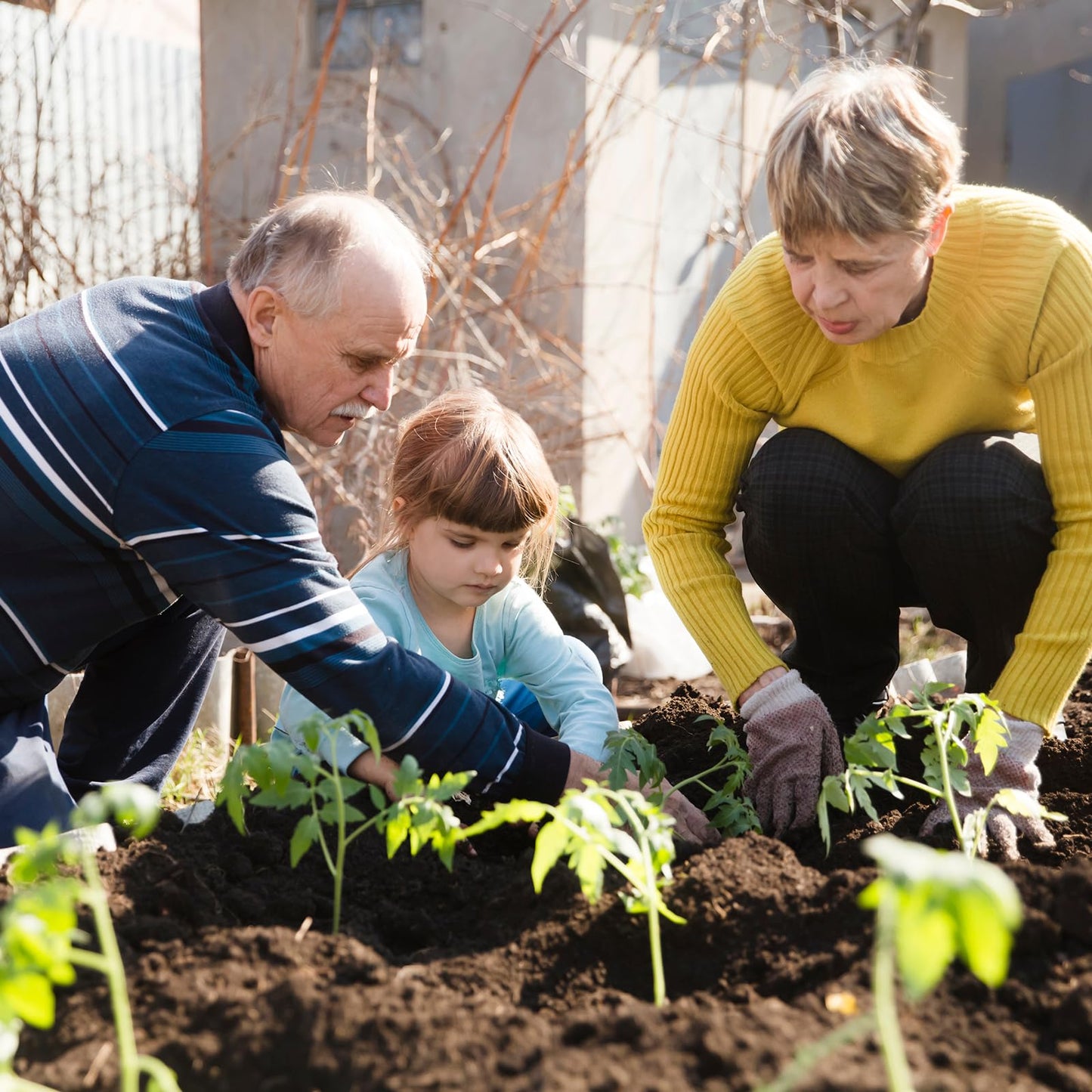 Heirloom Vegetable Seed for Planting Indoor Outdoor