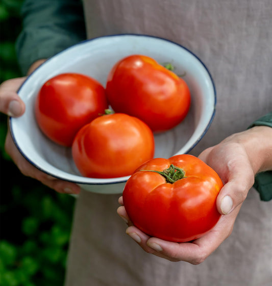 Red Tomato Slicer 35 Non-GMO Seeds for Planting Disease